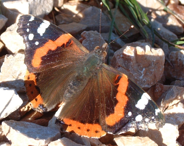 Vanessa atalanta